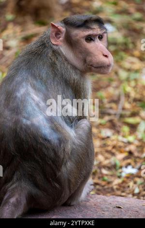 Der Haubenmakak (Macaca radiata) ist eine in Südindien endemische Makakenart. Der Haubenmakaken ist tagtäglich, arboreal und terrestrisch. Stockfoto