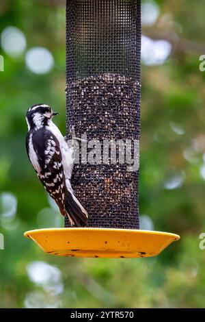 Eine weibliche Laubspecht hängt an der Seite eines Vogelfutters im Nordosten von Indiana, USA Stockfoto