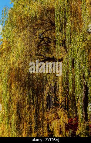 Ein Baum mit gelben und grünen Blättern. Die Blätter hängen nach unten und der Baum ist sehr hoch Stockfoto