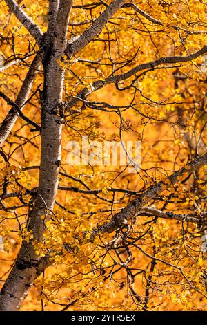 Ein Baum mit gelben Blättern ist der Hauptfokus des Bildes. Die Blätter befinden sich in verschiedenen Reifestadien, einige sind noch grün und andere werden grün Stockfoto