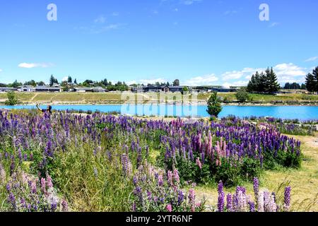 Blick auf das Dorf Lake Tekapo auf der anderen Seite des Flusses Tekapo mit Lupin-Blüten, Tekapo (Takapō), Canterbury, Südinsel, Neuseeland Stockfoto