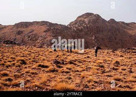 Berber-Hirten mit Maultieren überqueren den marokkanischen Atlas in Jebel Saghro bei Ouarzazate in Marrakesch in Marokko Stockfoto