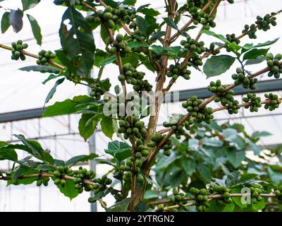 Reife Arabica-Kaffeebohnen auf Kaffeebäumen an der Königlichen Landwirtschaftsstation Angkhang, Chiang Mai. Kaffeekirschen Stockfoto