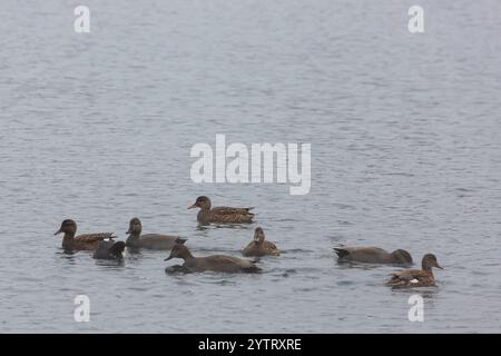 Gruppe von Mallarden, die in der Grube Fernie in Großen-Linden, Hessen, Deutschland schwimmen Stockfoto