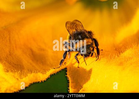 Aktenfoto vom 09/23 einer Biene, die Pollen sammelt, in Bristol. Das Vereinigte Königreich exportierte letztes Jahr Tausende Tonnen Pestizide, die aufgrund ihrer schädlichen Auswirkungen im Inland verboten wurden, wie eine Untersuchung ergab. Die Ermittlungseinheit von Greenpeace fand und die Schweizer Kampagnengruppe Public Eye analysierte Dokumente, die Unternehmen beim Export verbotener Chemikalien an die Health and Safety Executive (HSE) übermittelten. Ausgabedatum: Sonntag, 8. Dezember 2024. Stockfoto