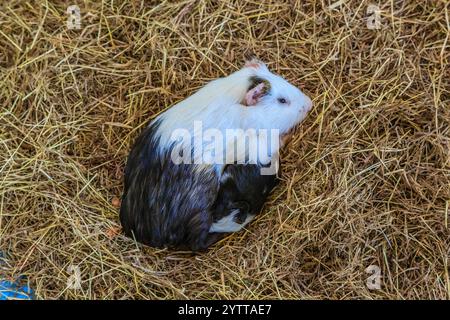 Ein kleiner weißer und schwarzer Hamster liegt auf einem Haufen Heu. Der Hamster ist eingerollt und er schläft Stockfoto