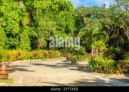 Ein üppig grüner Garten mit einer unbefestigten Straße, die durch ihn führt. Die Straße ist von Bäumen und Büschen umgeben, und es gibt mehrere Topfpflanzen entlang des Pat Stockfoto