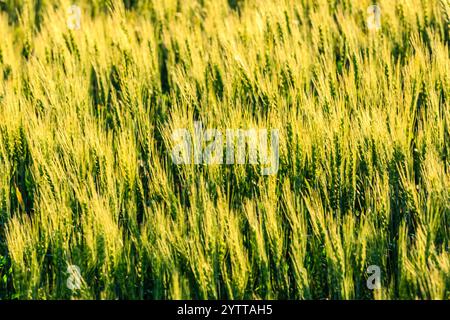 Ein riesiges Feld aus hohem, grünem Gras ist in das warme Licht der Sonne getaucht. Das Gras ist so hoch, dass es fast den Himmel erreicht und das Sonnenlicht gegossen wird Stockfoto