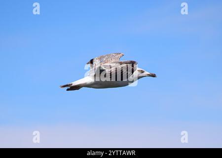 Eine Möwe im Flug gegen einen hellblauen Himmel. Stockfoto