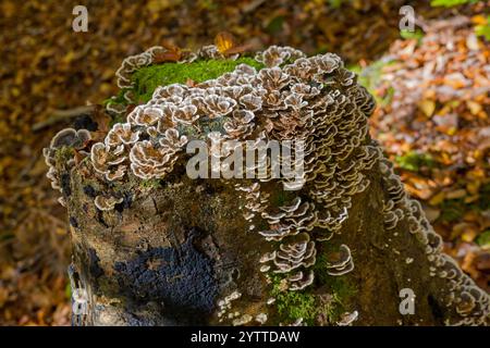 Ein toter Baumstumpf, der mit braunen Pilzen bewachsen ist, genannt armillaria solidipes im Pfälzerwald Stockfoto