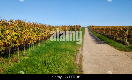 Eine Straße zwischen herbstfarbenen Weinbergen unter blauem Himmel und Sonnenschein Stockfoto