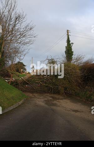 Stroud, UK, 8. Dezember 2024. Wetter in Großbritannien. Bäume unten am Selsley Hill unterbrachen 28 Häuser, als eine weitere Nacht des Sturms Darragh über Stroud, Gloucestershire, wütete. Quelle: Gary Learmonth / Alamy Live News Stockfoto