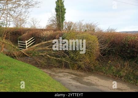 Stroud, UK, 8. Dezember 2024. Wetter in Großbritannien. Bäume unten am Selsley Hill unterbrachen 28 Häuser, als eine weitere Nacht des Sturms Darragh über Stroud, Gloucestershire, wütete. Quelle: Gary Learmonth / Alamy Live News Stockfoto