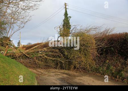 Stroud, UK, 8. Dezember 2024. Wetter in Großbritannien. Bäume unten am Selsley Hill unterbrachen 28 Häuser, als eine weitere Nacht des Sturms Darragh über Stroud, Gloucestershire, wütete. Quelle: Gary Learmonth / Alamy Live News Stockfoto