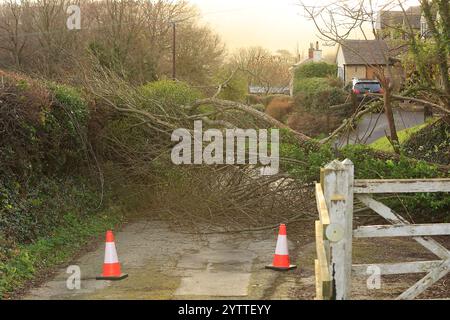 Stroud, UK, 8. Dezember 2024. Wetter in Großbritannien. Bäume unten am Selsley Hill unterbrachen 28 Häuser, als eine weitere Nacht des Sturms Darragh über Stroud, Gloucestershire, wütete. Quelle: Gary Learmonth / Alamy Live News Stockfoto