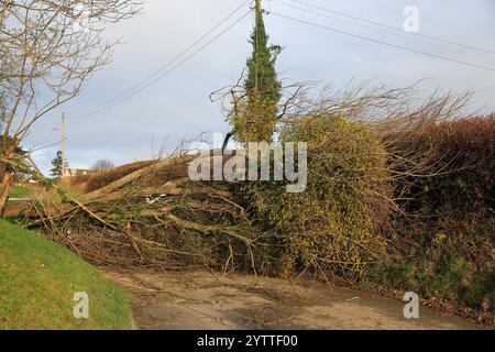 Stroud, UK, 8. Dezember 2024. Wetter in Großbritannien. Bäume unten am Selsley Hill unterbrachen 28 Häuser, als eine weitere Nacht des Sturms Darragh über Stroud, Gloucestershire, wütete. Quelle: Gary Learmonth / Alamy Live News Stockfoto