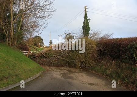 Stroud, UK, 8. Dezember 2024. Wetter in Großbritannien. Bäume unten am Selsley Hill unterbrachen 28 Häuser, als eine weitere Nacht des Sturms Darragh über Stroud, Gloucestershire, wütete. Quelle: Gary Learmonth / Alamy Live News Stockfoto