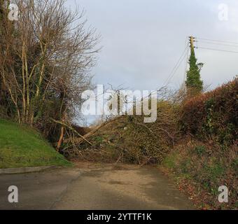 Stroud, UK, 8. Dezember 2024. Wetter in Großbritannien. Bäume unten am Selsley Hill unterbrachen 28 Häuser, als eine weitere Nacht des Sturms Darragh über Stroud, Gloucestershire, wütete. Quelle: Gary Learmonth / Alamy Live News Stockfoto