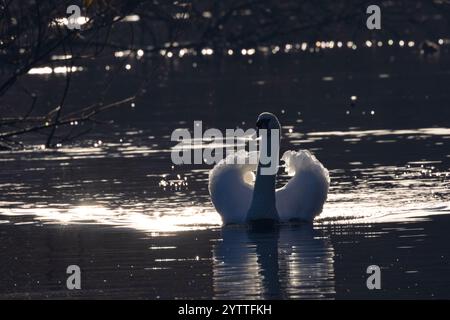 Der Mute Swan ist einer der größten und schwersten Wasservögel Großbritanniens. Sie wohnen auf Wasserstraßen in Stadt und Land und sind eines der schönsten Stockfoto