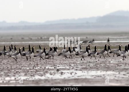 BARNACLE GÄNSE (Branta leucopsis) leben in einem Wattenschlaf, Großbritannien. Stockfoto