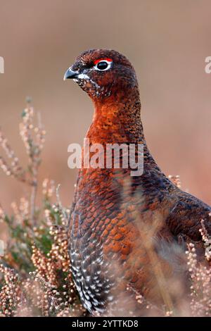 ROTHÜHNER (Lagopus lagopus scoticus) Schottland, Vereinigtes Königreich. Stockfoto