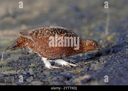 ROTHÜHNER (Lagopus lagopus scoticus) auf der Suche nach Schrot am Straßenrand, Schottland, Großbritannien. Stockfoto