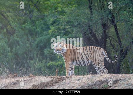 Dominanter wilder bengalischer Tiger oder panthera tigris Ranthambore National Park Forest Reserve Indien. Männlich im Primär-Age-Seitenprofil-Nahaufnahme mit Augenkontakt Stockfoto