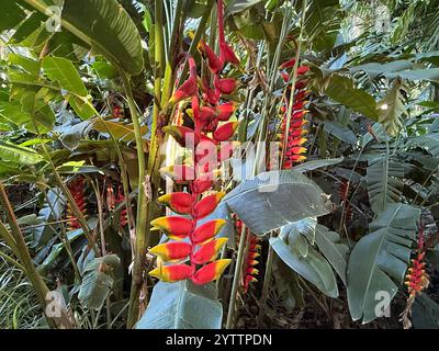 Ein buntes Bündel roter und gelber Blumen blüht wunderschön auf einem Baum Stockfoto