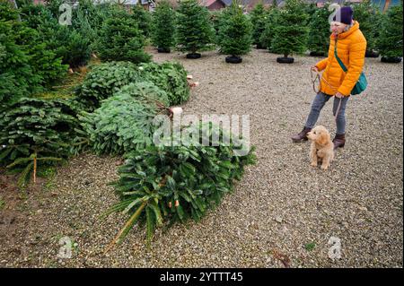 Die Qual der Wahl. Frau und Hund auf der Suche nach dem schönsten Christbaum. Erlstätt Bayern Deutschland *** die Qual der Wahl Frau und des Hundes auf der Suche nach dem schönsten Weihnachtsbaum Erlstätt Bayern Deutschland Copyright: XRolfxPossx Stockfoto