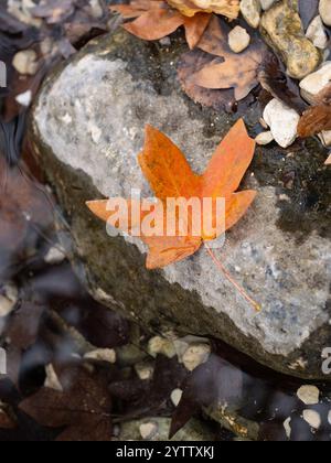 Ein brillantes, oranges Ahornblatt auf einem Stein in einem flachen Bach. Fotografiert in Lost Maples Natural Area in der Nähe von Vanderpool, Texas. Stockfoto
