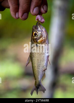 Fischbeute auf dem Amazonas. Du kannst den Köder vor dem Mund sehen. Das Foto wurde in der Nähe der Stadt Tefé aufgenommen. Stockfoto