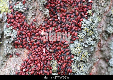 Eine Gruppe von Insekten Lindenkäfern oder Malvenkäfern, Oxycarenus lavaterae, hauptsächlich Larven auf der Rinde der Linde. Stockfoto