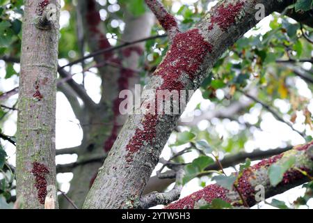 Eine Gruppe von Insekten Lindenkäfern oder Malvenkäfern, Oxycarenus lavaterae, die auf der Rinde von Lindenzweigen in der Baumkrone überwintert. Stockfoto