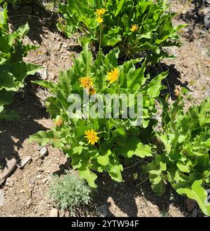 Deltamuswurzel (Balsamorhiza deltoidea) Stockfoto