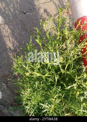 Schmalblättriges Pfefferkraut (Lepidium ruderale) Stockfoto