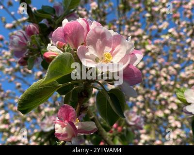 Eine Nahaufnahme einiger aufblühender und geöffneter Apfelblüten mit dem Rest des Apfelbaums im Hintergrund. Stockfoto