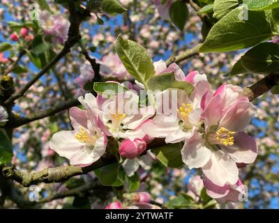 Eine Nahaufnahme einiger aufblühender und geöffneter Apfelblüten mit dem Rest des Apfelbaums im Hintergrund. Stockfoto