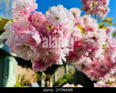 Eine Gruppe rosa Kirschblüten mit blauem Himmel dahinter. Stockfoto
