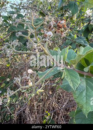 Weißer Manjack (Cordia dentata) Stockfoto