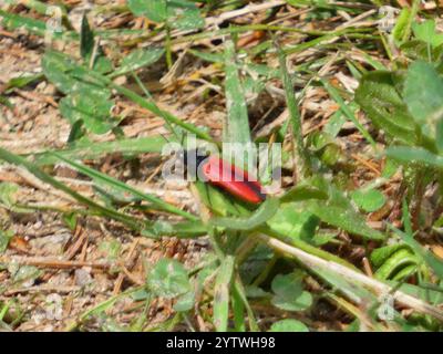 Schwarz zentrierter Klickkäfer (Ampedus sanguinolentus) Stockfoto