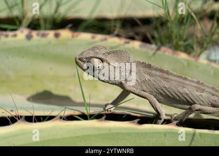 Nahaufnahme eines gemeinsamen Chamäleons (Chamaeleo chamaeleon), das sich mit seiner natürlichen Umgebung auf einem Kaktusblatt in Nordafrika verschmilzt und sein einzigartiges t zeigt Stockfoto