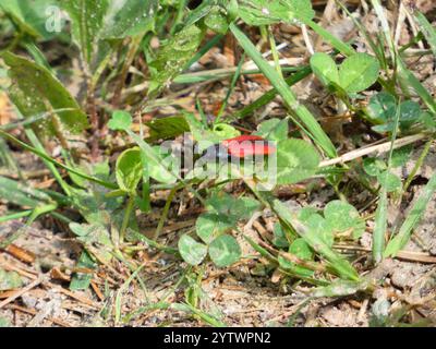 Schwarz zentrierter Klickkäfer (Ampedus sanguinolentus) Stockfoto