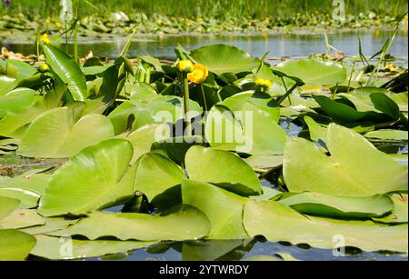 Viele gelbe Seerosen im Dnieper River. Wunderschöne Landschaft im Obolonsky Viertel der Stadt Kiew, in der Nähe eines Wohngebietes, Tierwelt. Stockfoto