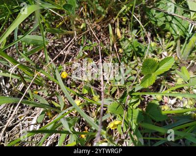 Siebenblättriges Cinquefoil (Potentilla Heptaphylla) Stockfoto