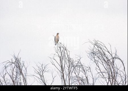 Hohe Sicht Stockfoto
