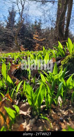 Wilder Knoblauch im Frühlingswald an einem sonnigen Tag. Wälder Deutschlands. Waldnahrung. Stockfoto