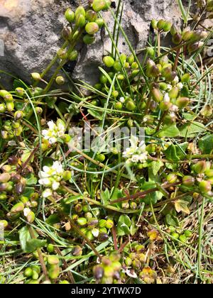 Englisch Scurvygrass (Cochlearia anglica) Stockfoto