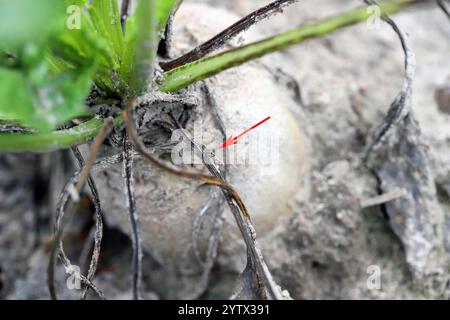 Die Zuckerrübenmotte, Scrobipalpa ocellatella, ist eine Art der Familie der Gelechiidae, ein wichtiger Schädling von Zuckerrüben und anderen Kulturen. Der Pfeil zeigt auf eine Motte. Stockfoto