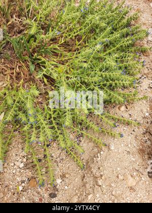 Dyer's Alkanet (Alkanna tinctoria) Stockfoto