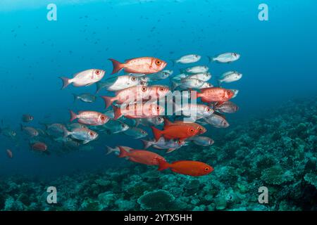 Der Halbmond-Tail Bigeye, Fischschwarm Priacanthus Hamrur, Ari Atoll, Indischer Ozean, Malediven Stockfoto